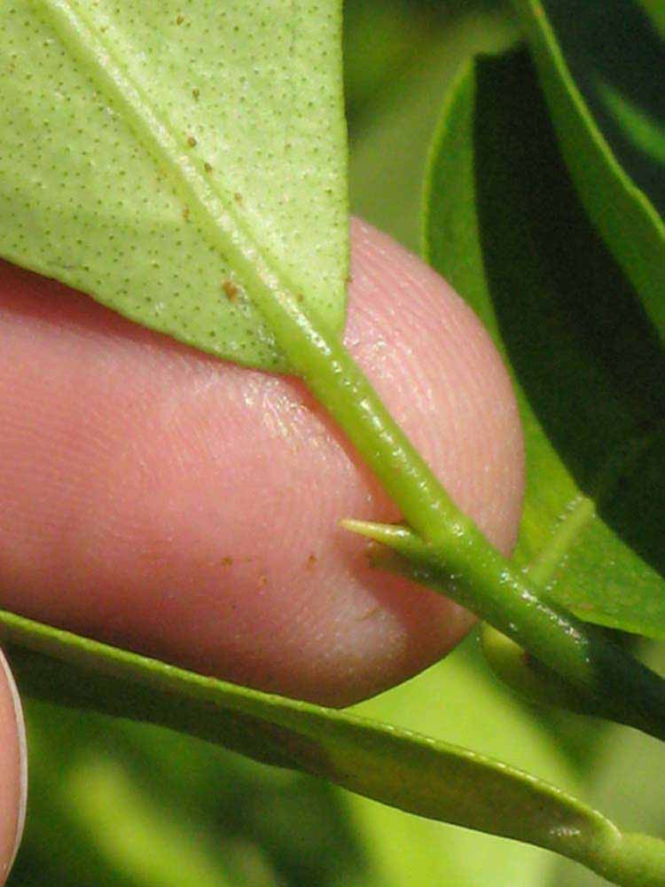              Petiole (Winter Haven, FL)       